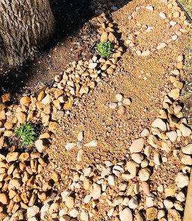 Sandy gravel ground with scattered pebbles and two small green plants near a tree trunk