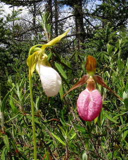 White and pink lady slipper orchids growing in a grassy woodland area