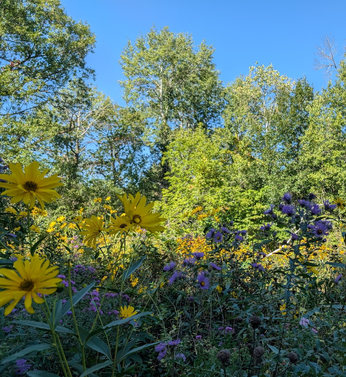Yellow sunflowers and purple asters blooming in a Minnesota wildflower meadow with green trees and blue sky
