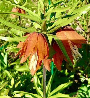 Orange crown imperial fritillaria flower with droping bell-shaped bloms and green foliage in a garden