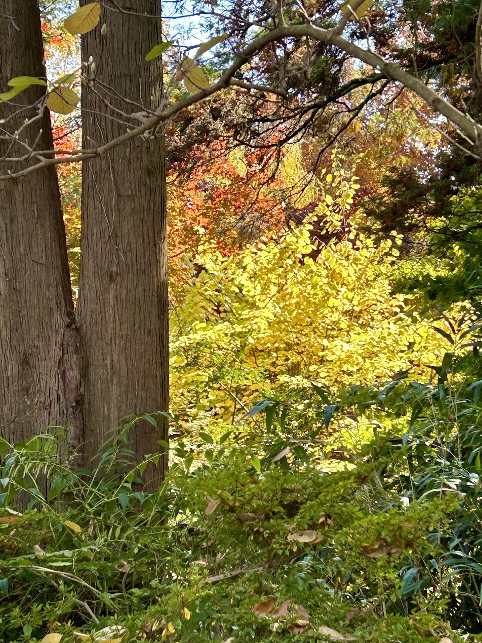 Hillwood Estate Autumn Garden