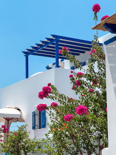 Greek White House Pink Roses