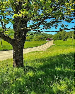 Leafy tree by a winding country road in green fields under a blue sky