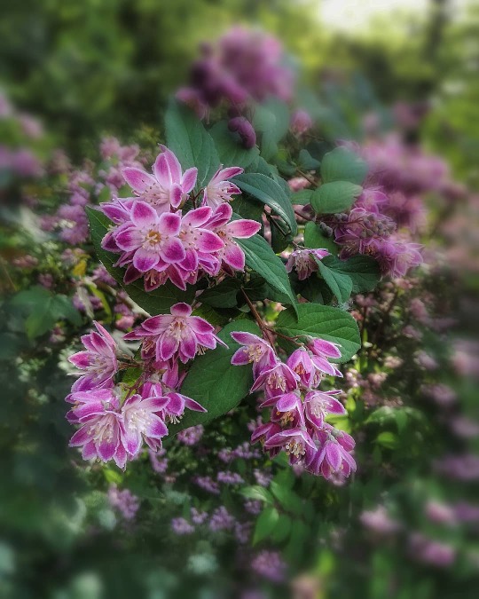 Cluster of pink and white flowers with green foliage in a garden setting