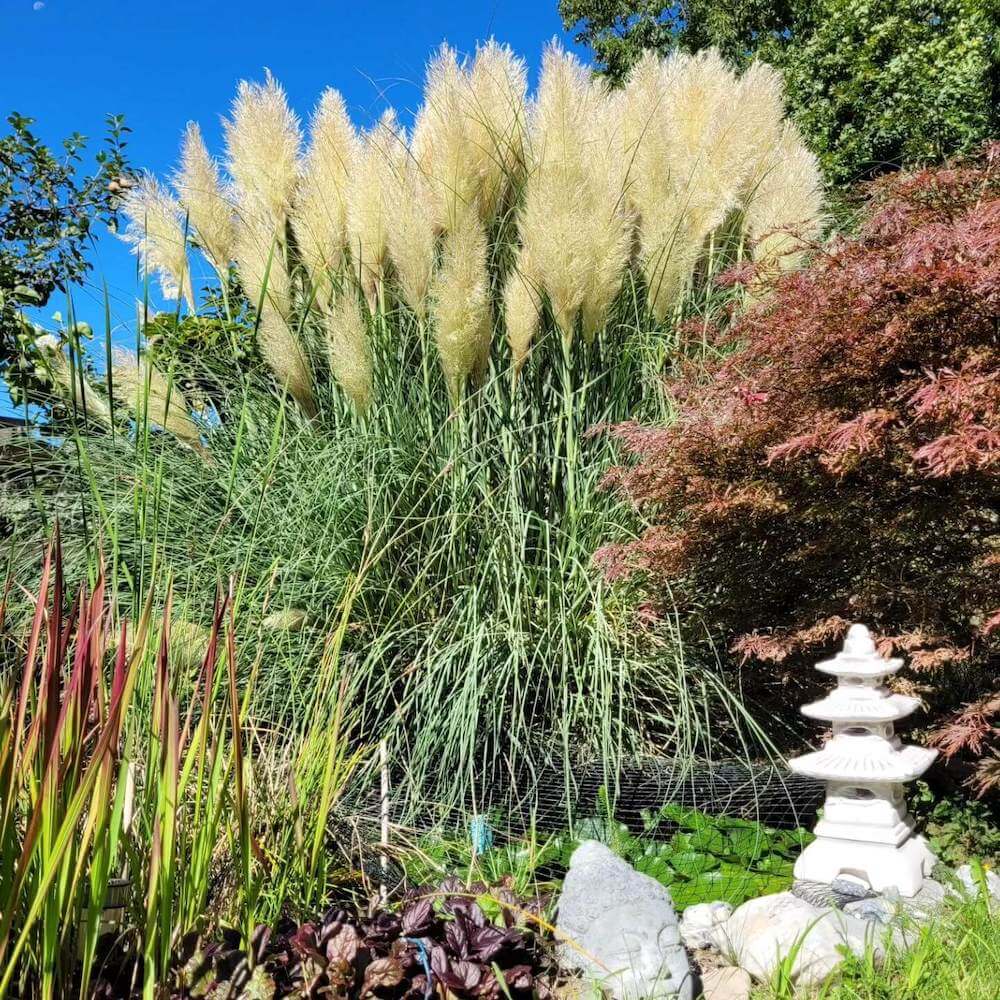 White pampas grass plumes in a garden with a stone lantern and colorful shrubs