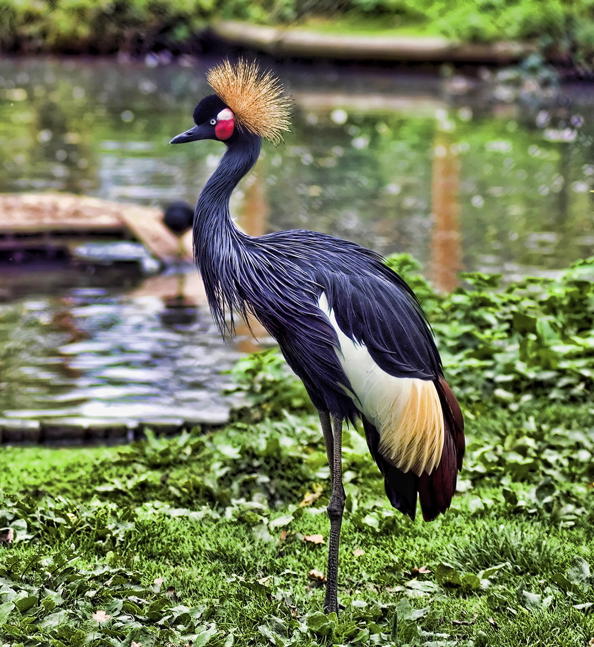 Grey crowned crane with golden crest standing on green vegetation beside a pond