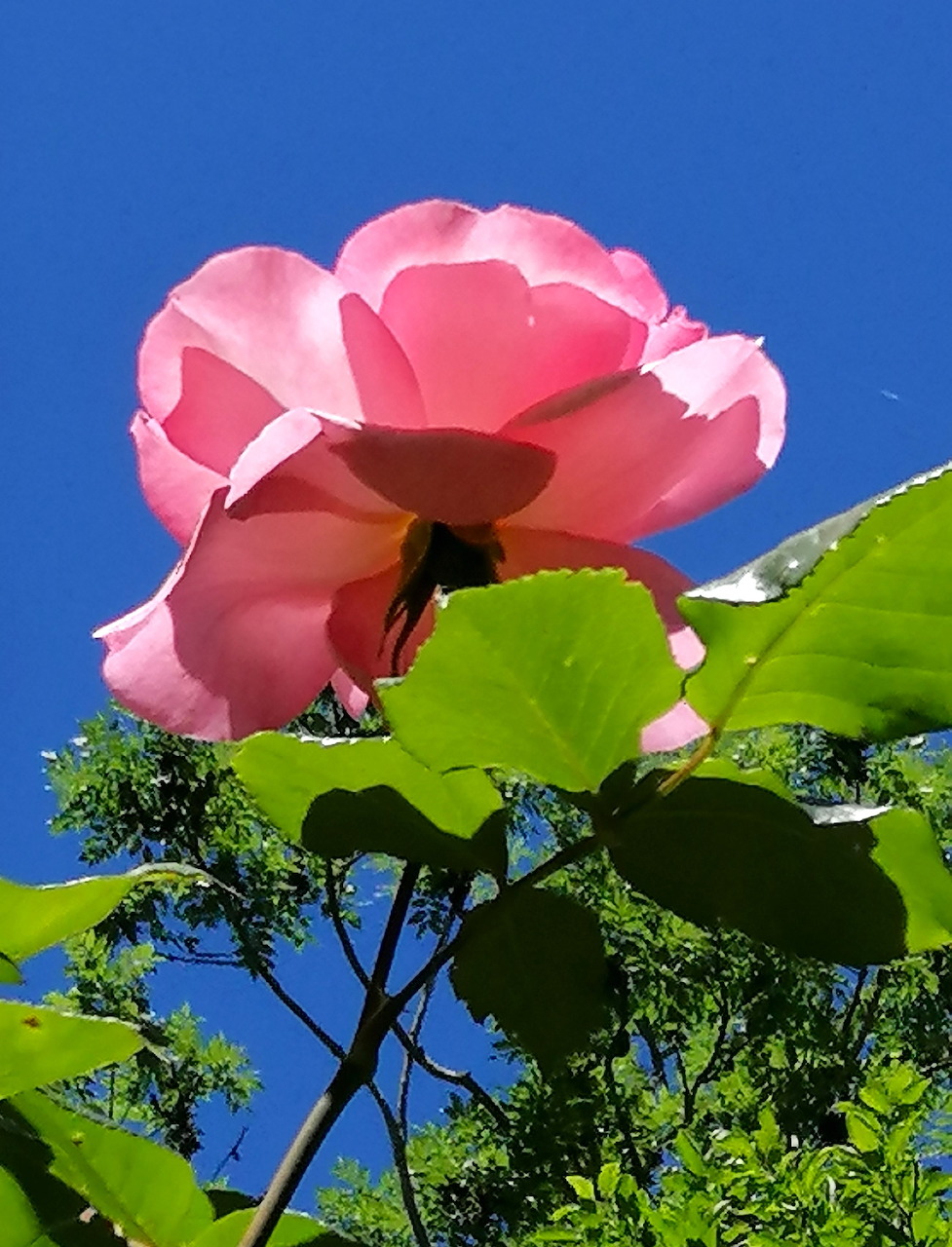 Pink Rose Bloom