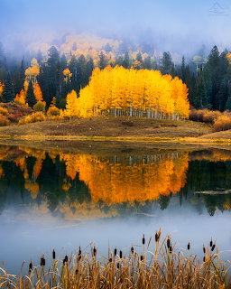 Golden fall trees reflected in a calm lake with misty forest in the background