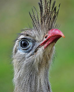 Red-legged Seriema