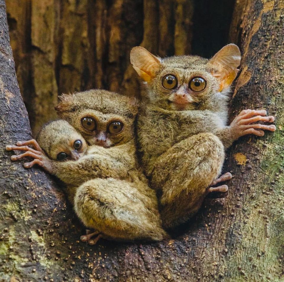 Spectral Tarsiers on Tree Trunk