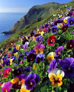 Colorful pansies blooming on a hillside with ocean and cliffs in background