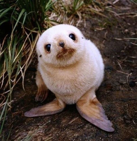 White baby seal with dark eyes sitting on ground near grass