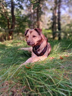 Tan and white dog resting in grass with trees in background