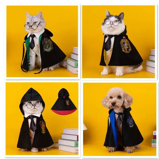 Four pets wearing black wizard robes with house crests posed with books and wands