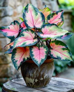 Potted caladium with pink, white and green heart-shaped variegated leaves in weathered ceramic pot