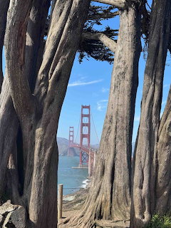 Golden Gate Bridge seen through cypress tree trunks