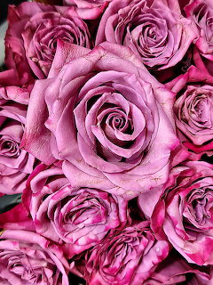 Close-up arrangement of pink roses with layered petals in shades of magenta and soft pink