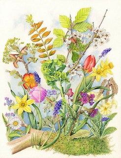 Spring Wildflowers Botanical Illustration