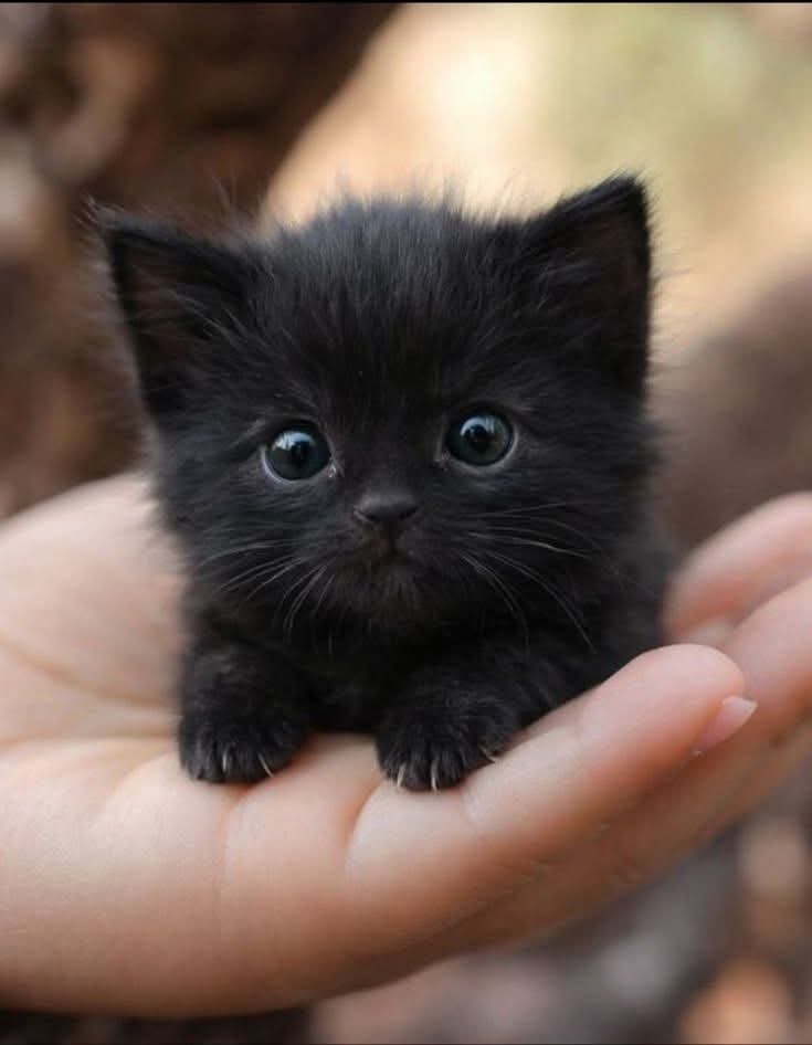 Close-up portrait of a cute kitten with large expressive eyes