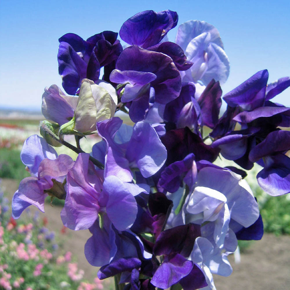 Purple Sweet Peas