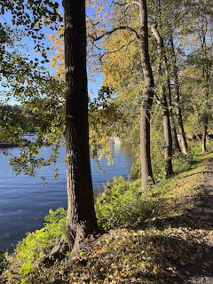 Trees with yellow and green autumn leaves along a riverbank on a sunny day
