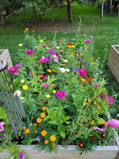 Raised wooden garden bed filled with vibrant pink, yellow, orange and purple flowers in a grassy yard