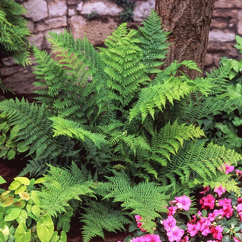 Green ferns beside a tree trunk and stone wall with pink flowers at the bottom right