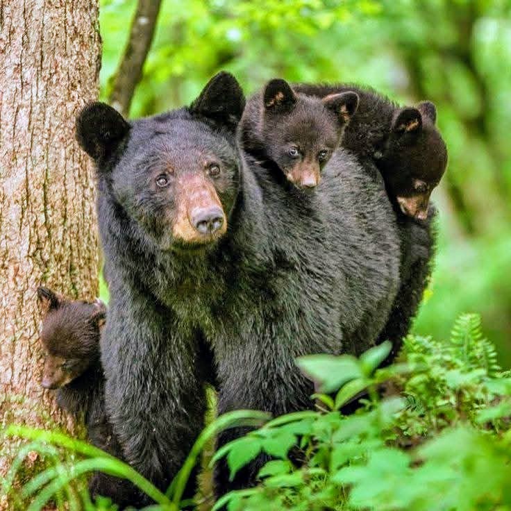 Black bear mother with two small cubs riding on her back in green forest