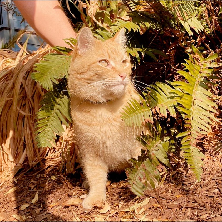 Orange tabby cat sitting among green ferns in outdoor garden setting