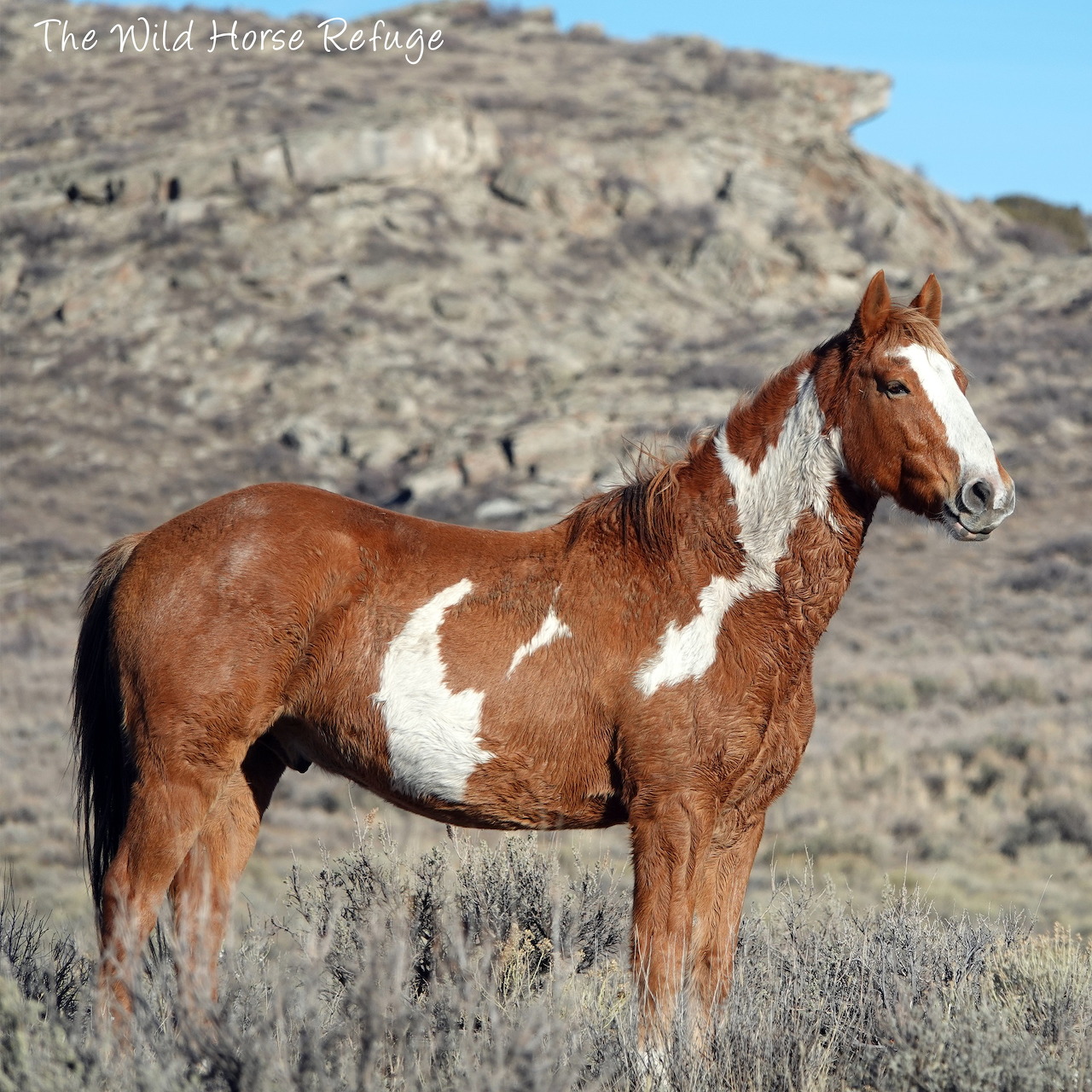 Wild Pinto Horse
