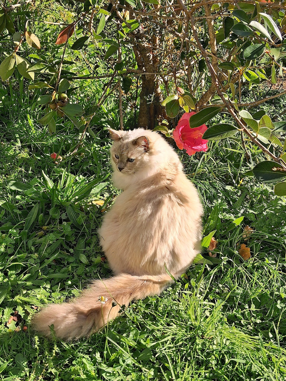 Frisk the Rag Doll Cat