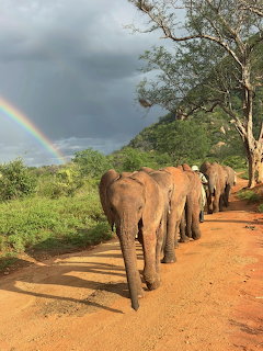 Group of elephants walking on dirt road with rainbow and storm clouds in background