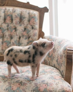 Small black and white spotted mini pig standing on a floral vintage couch indoors