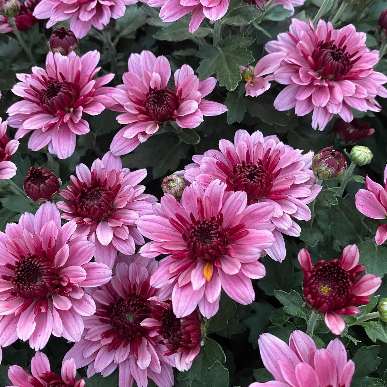 Pink chrysanthemum flowers with dark burgundy centers and green leaves