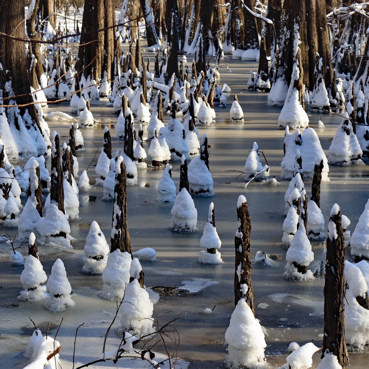 Snow-covered cypress knees and trees in a frozen bayou