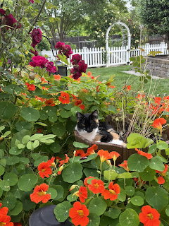 Cat in Garden Flowers