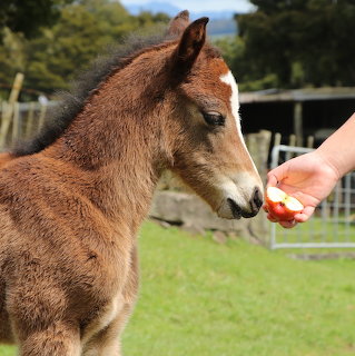 Colt and Apple