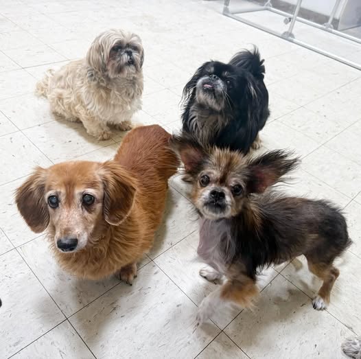 Four small dogs on a tiled indoor floor looking up at the camera