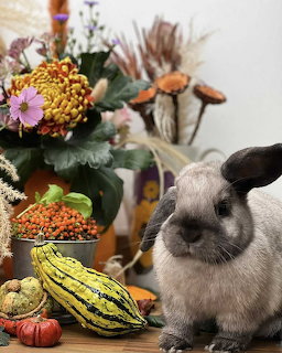 Rabbit with Autumn Cornucopia