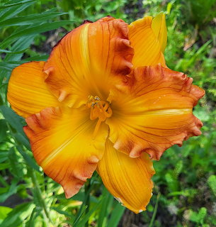 Orange and gold ruffled daylily flower with green leaves in background