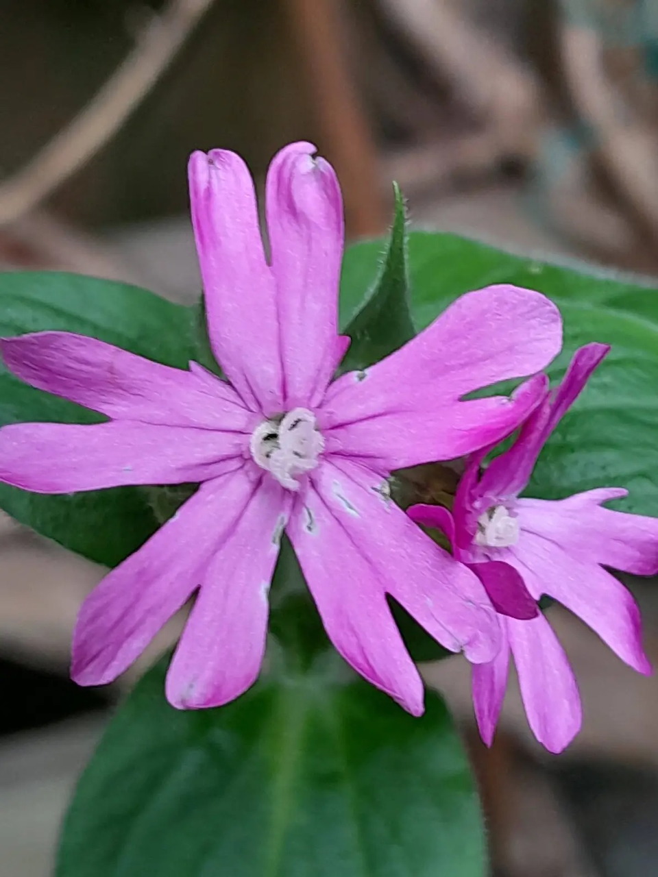 Red Campion Wildflower