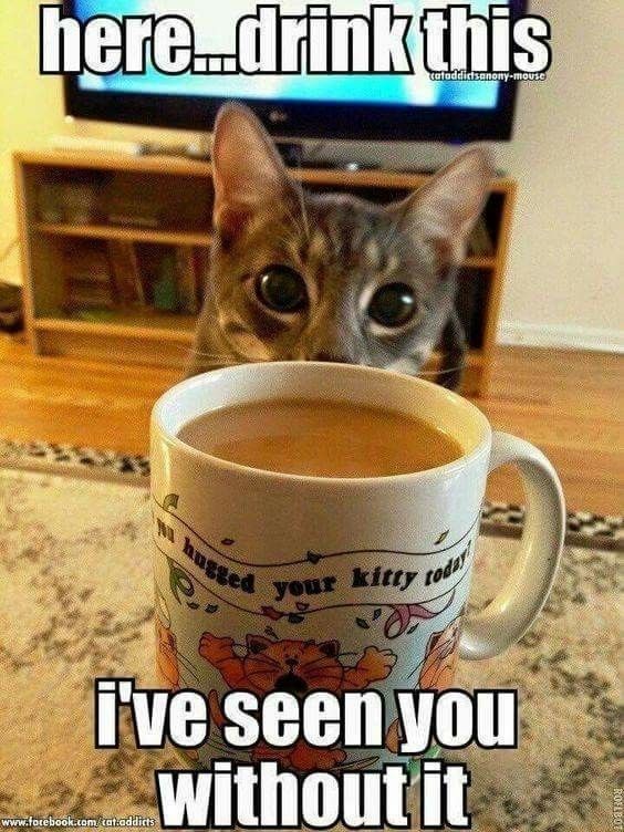 Tabby cat peeking over a large coffee mug with funny text in a living room