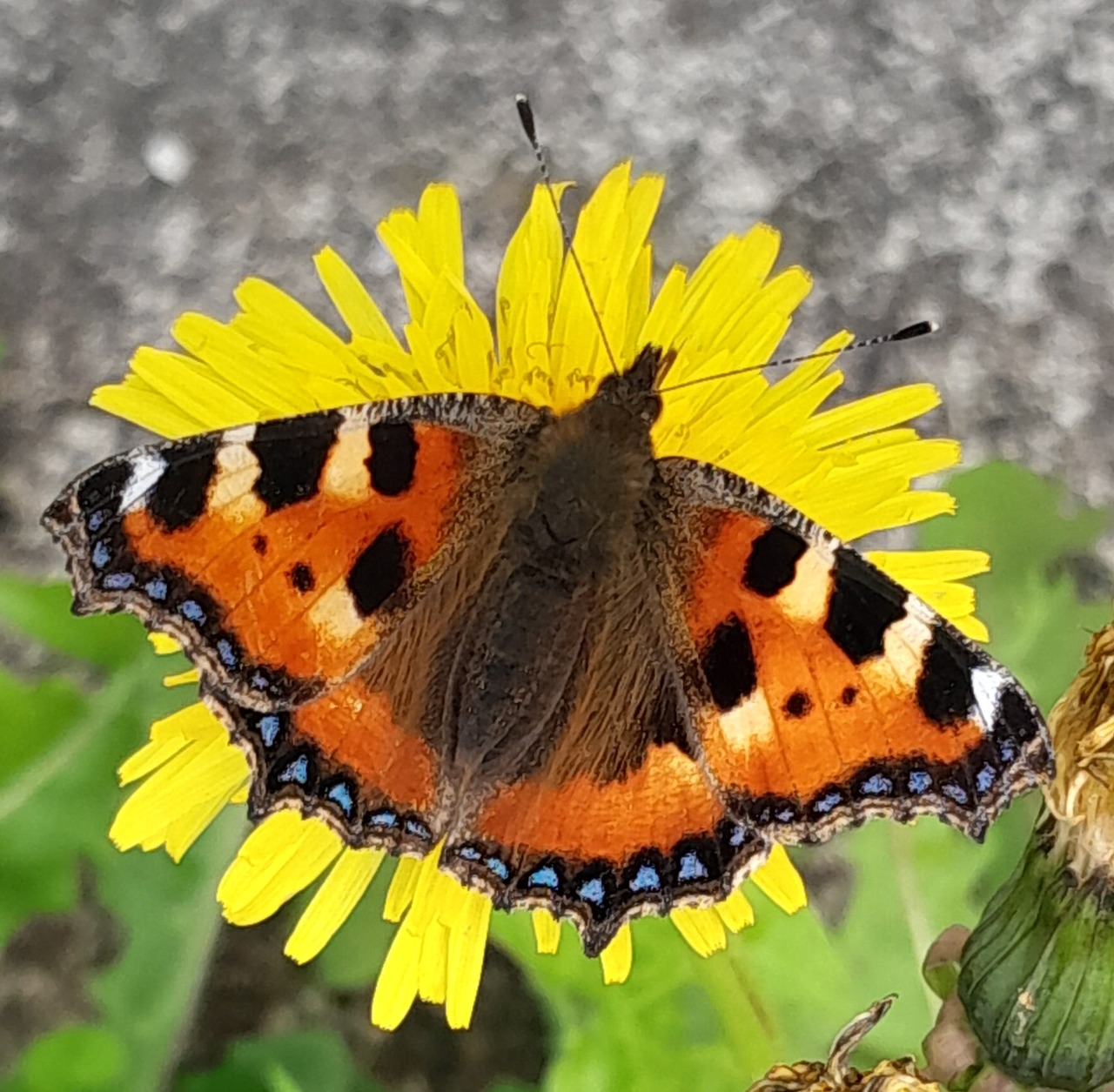 Small tortoiseshell butterfly perched on a yellow dandelion flower