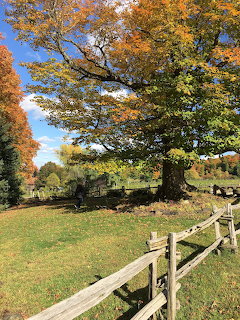 Large autumn tree with orange and yellow leaves behind a wooden split rail fence on a green hillside