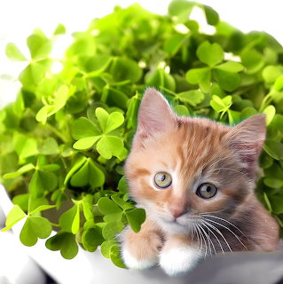 Orange tabby kitten with blue eyes surrounded by bright green clover plants