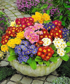 Stone pot filled with colorful primrose flowers in a garden setting along a stone path