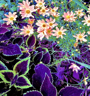 Cosmos and Coleus Garden