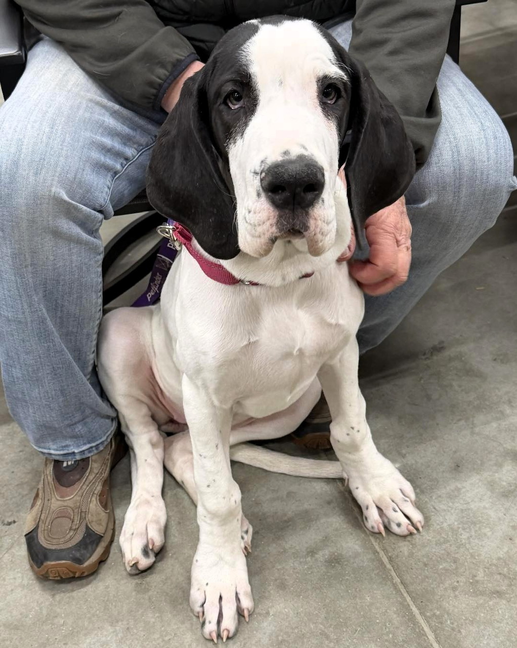 Black and white puppy sitting on a concrete floor next to a person in jeans