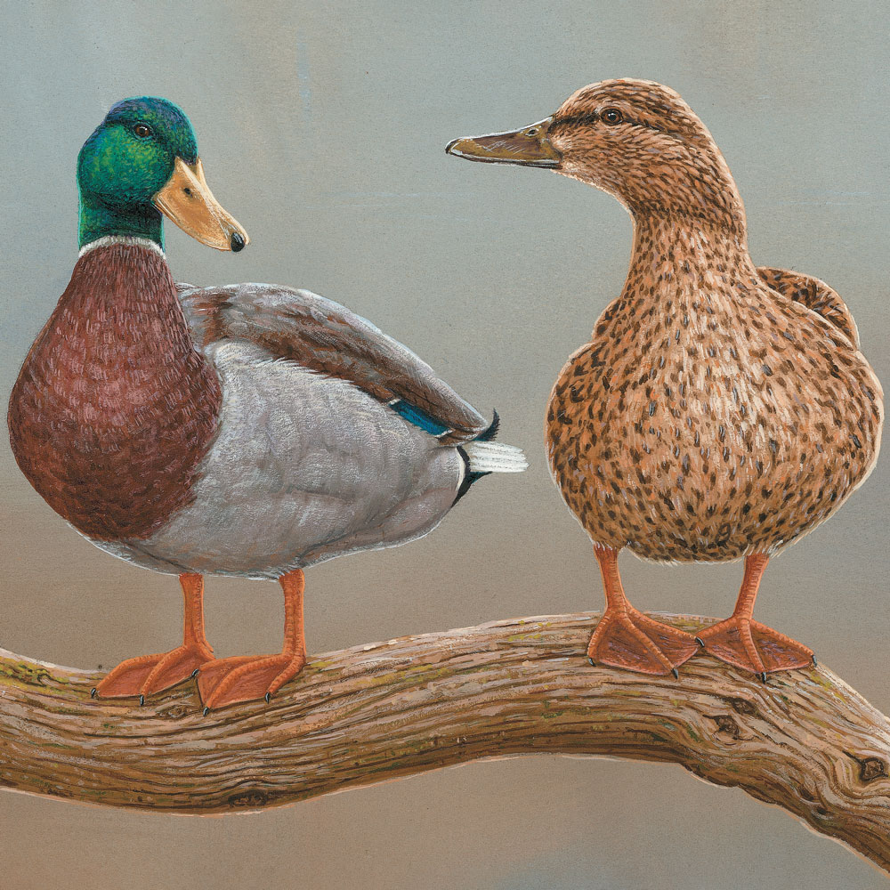Two ducks, a colorful male mallard and a brown female, standing together on a piece of driftwood