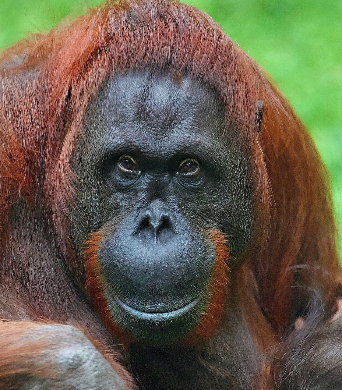 Orangutan Close-Up Portrait